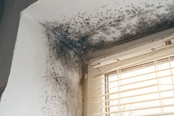 Trusted Attic Mold Removal service in Jackson, NC - Cheap Mold Removal